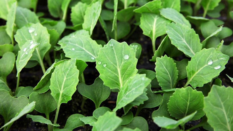 Variété moyenne tardive de chou Gift