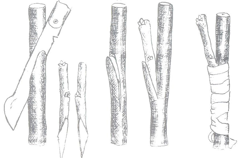Guide du jardinier débutant étape par étape: comment planter un pommier au printemps