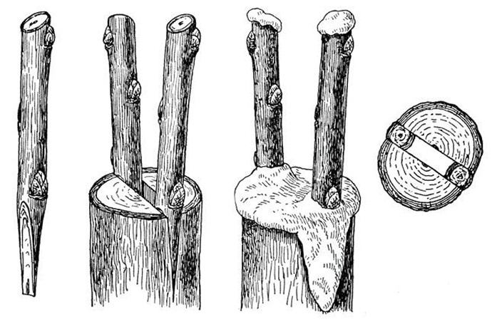 Guide du jardinier débutant étape par étape: comment planter un pommier au printemps