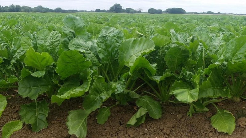 La culture du raifort est-elle rentable en tant qu'entreprise et quelles sont les caractéristiques de sa technologie agricole à l'échelle industrielle