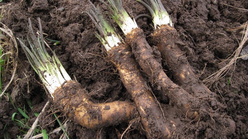 La culture du raifort est-elle rentable en tant qu'entreprise et quelles sont les caractéristiques de sa technologie agricole à l'échelle industrielle