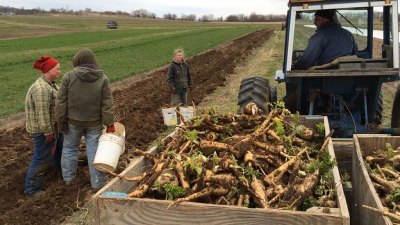 La culture du raifort est-elle rentable en tant qu'entreprise et quelles sont les caractéristiques de sa technologie agricole à l'échelle industrielle