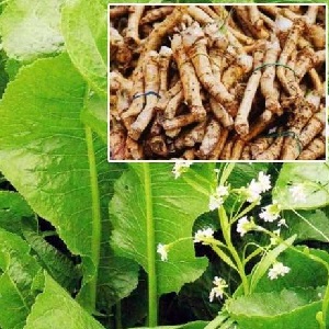 La culture du raifort est-elle rentable en tant qu'entreprise et quelles sont les caractéristiques de sa technologie agricole à l'échelle industrielle