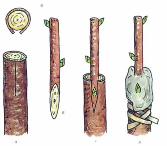 Guide du jardinier débutant étape par étape: comment planter un pommier au printemps