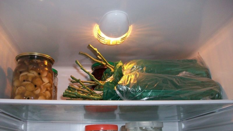 Des moyens simples de conserver les boutures de roses jusqu'au printemps et de les planter correctement