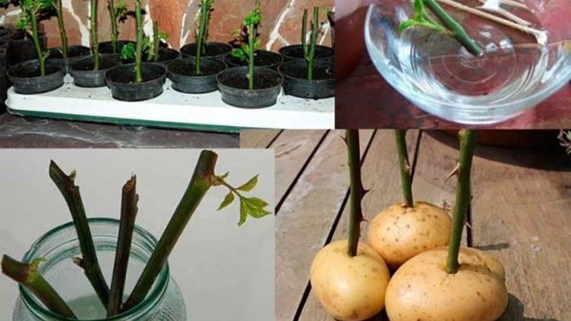 Des moyens simples de conserver les boutures de roses jusqu'au printemps et de les planter correctement