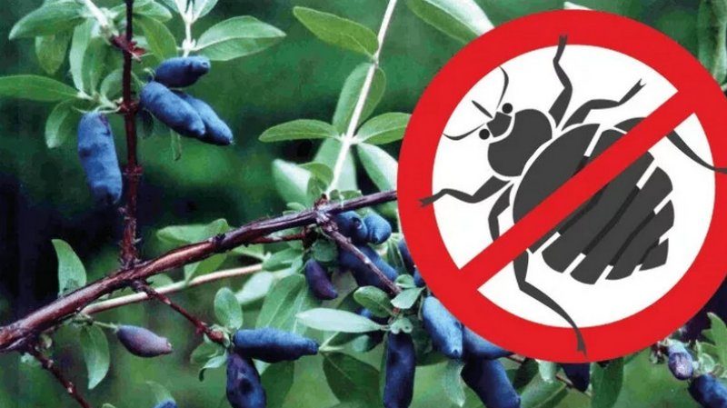 Pourquoi le chèvrefeuille ne porte pas bien ses fruits