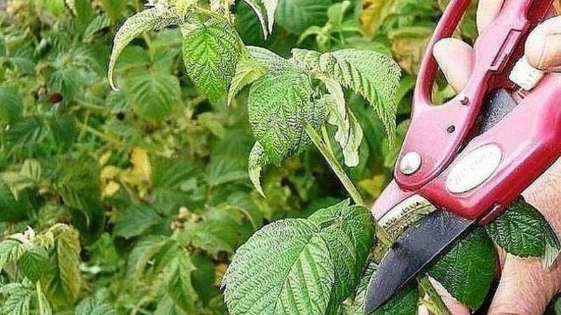 Conseils d'entretien des framboises d'été pour les débutants et conseils de jardiniers expérimentés