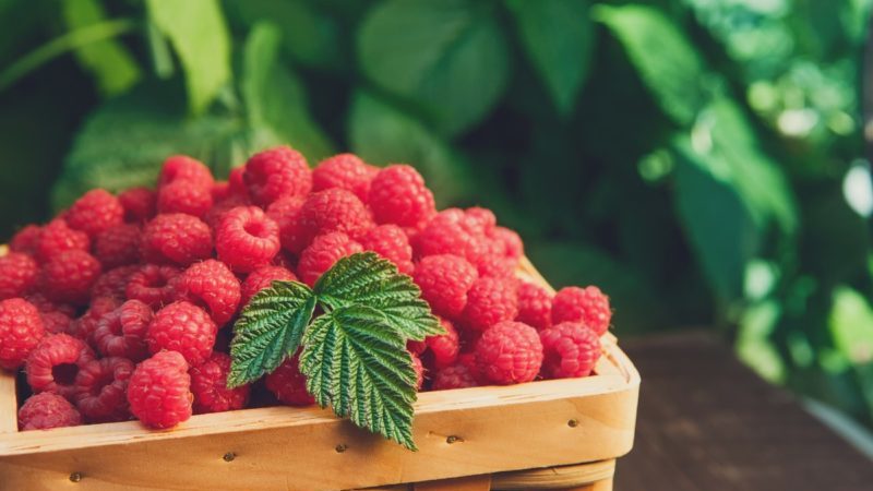 Conseils d'entretien des framboises d'été pour les débutants et conseils de jardiniers expérimentés