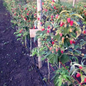 Conseils d'entretien des framboises d'été pour les débutants et conseils de jardiniers expérimentés