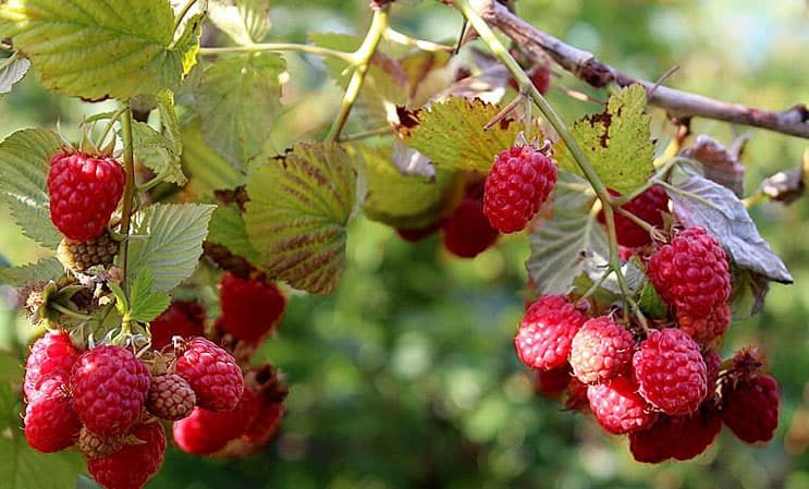 Conseils d'entretien des framboises d'été pour les débutants et conseils de jardiniers expérimentés