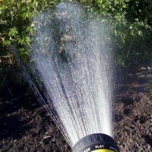 Conseils d'entretien des framboises d'été pour les débutants et conseils de jardiniers expérimentés