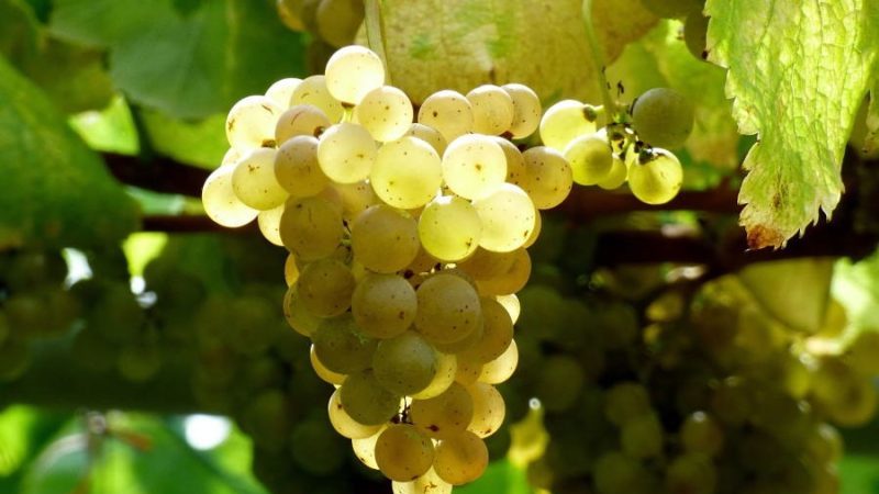 Quels sont les cépages autochtones et quels sont les plus appréciés