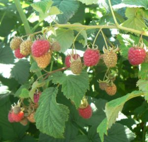 Caractéristiques et description des meilleures variétés de framboises