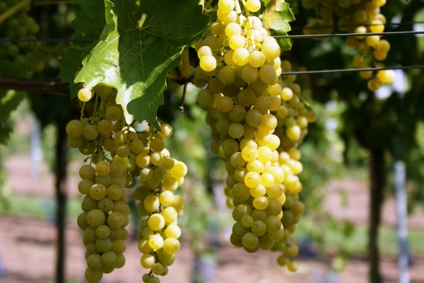 Top meilleurs cépages pour la Russie centrale