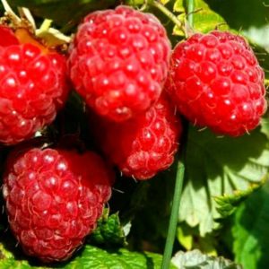 Caractéristiques et description des meilleures variétés de framboises