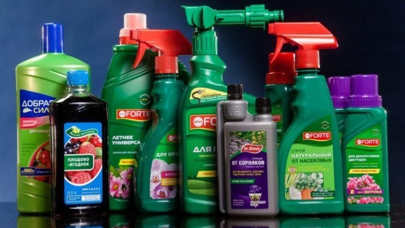 Comment, quand et comment nourrir les pétunias pour une floraison luxuriante