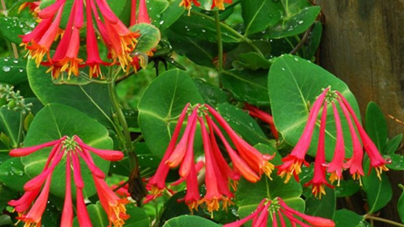 Types et variétés de chèvrefeuille bouclé décoratif