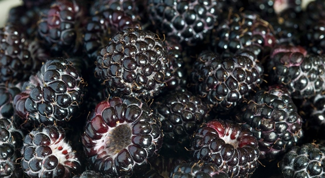 Caractéristiques et description des meilleures variétés de framboises