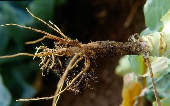 Pourquoi les feuilles de chou deviennent violettes et que faire à ce sujet