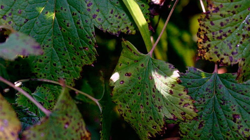 Pourquoi des taches apparaissent sur les feuilles de groseille à maquereau