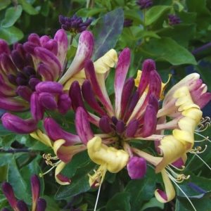 Types et variétés de chèvrefeuille bouclé décoratif