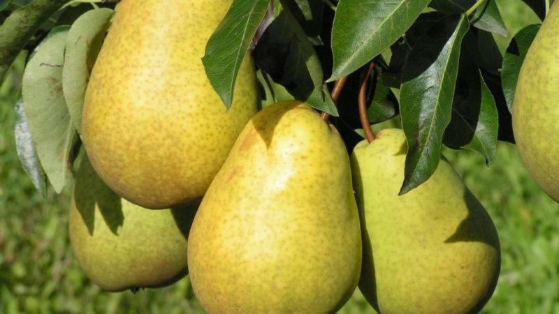 Quelle sorte de poire est la meilleure: Lada ou Chizhovskaya