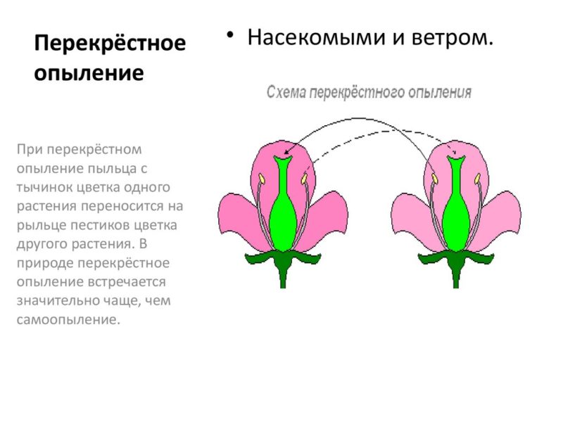 Table pollinisatrice de chèvrefeuille - types et méthodes de pollinisation