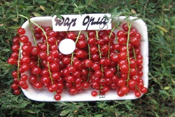 Pourquoi le cassis est-il noir