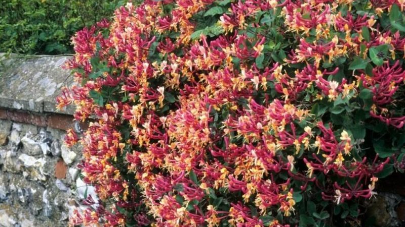 Types et variétés de chèvrefeuille bouclé décoratif