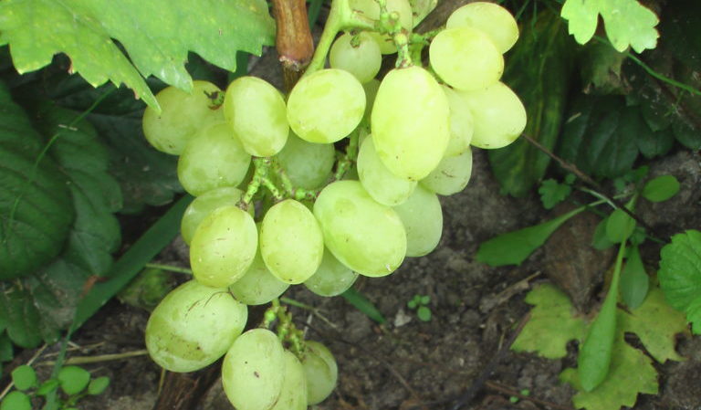 Top meilleurs cépages pour la Russie centrale