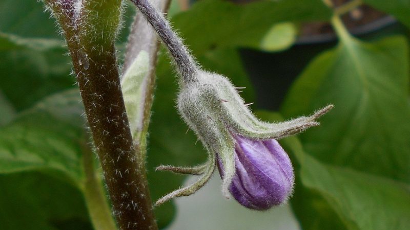Que faire si les fleurs de l'aubergine tombent dans la serre et pourquoi cela se produit-il?