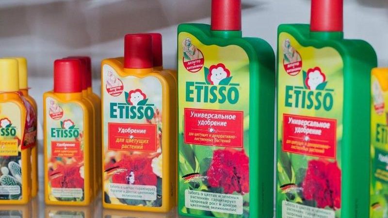 Comment, quand et comment nourrir les pétunias pour une floraison luxuriante