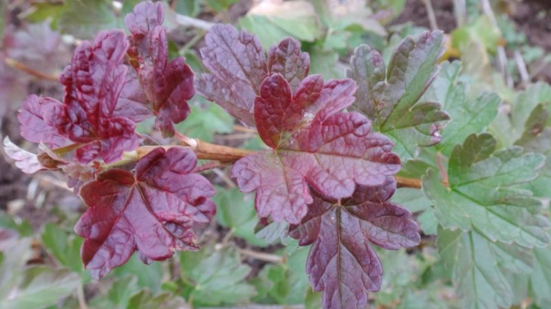 Pourquoi des taches apparaissent sur les feuilles de groseille à maquereau
