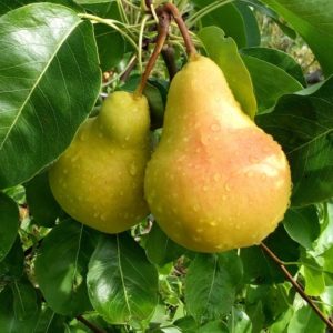 Quelle sorte de poire est la meilleure: Lada ou Chizhovskaya