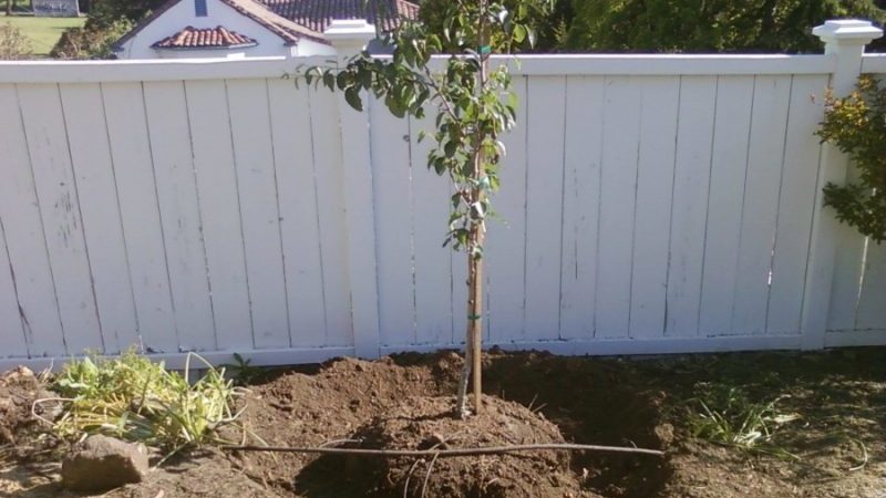 Quelle sorte de poire est la meilleure: Lada ou Chizhovskaya