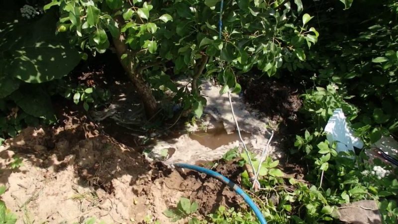 Quelle sorte de poire est la meilleure: Lada ou Chizhovskaya