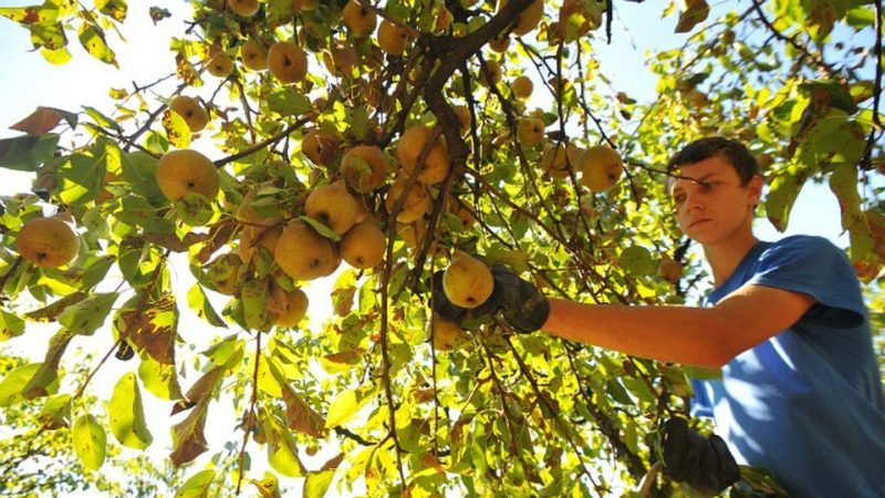 Quelle sorte de poire est la meilleure: Lada ou Chizhovskaya