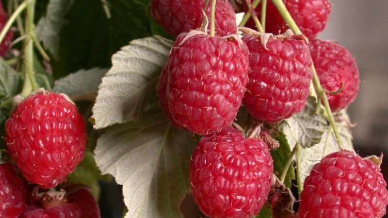 Instructions pour traiter les framboises en été contre les maladies et les ravageurs