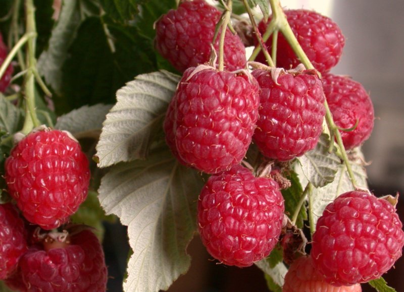 Caractéristiques et description des meilleures variétés de framboises