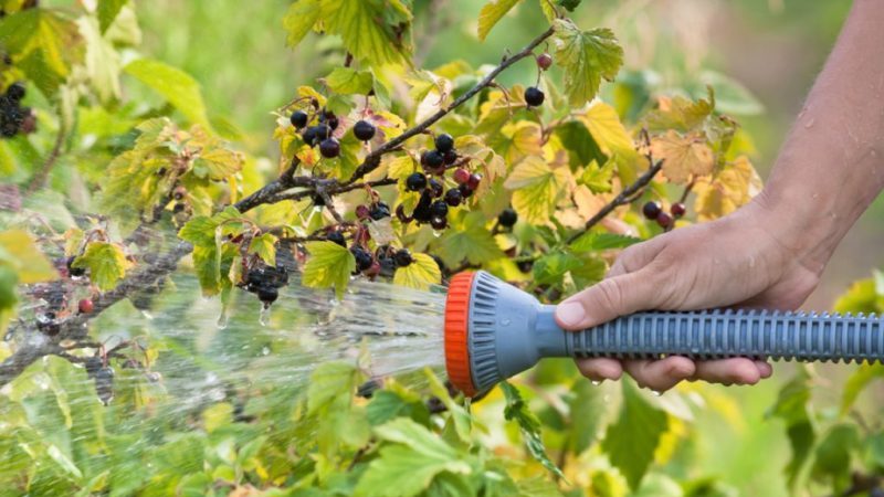 À quelle quantité et à quelle fréquence arroser les groseilles à maquereau et les groseilles en été