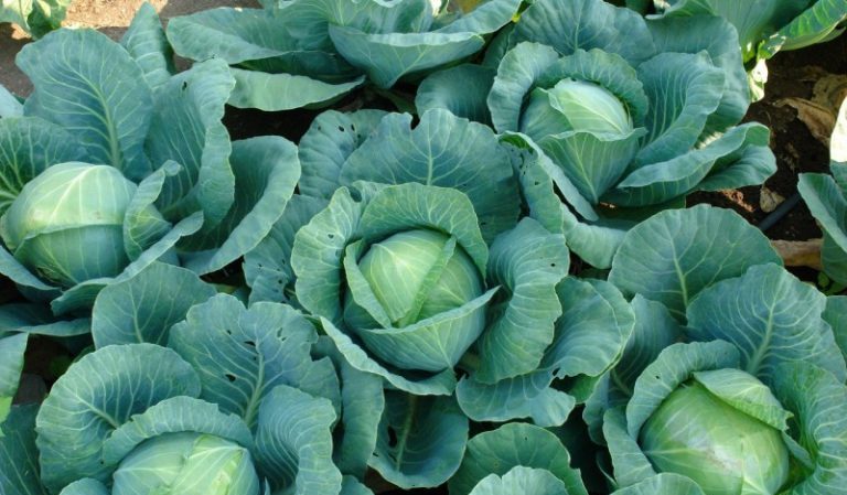 Comment prendre soin du chou à l'extérieur
