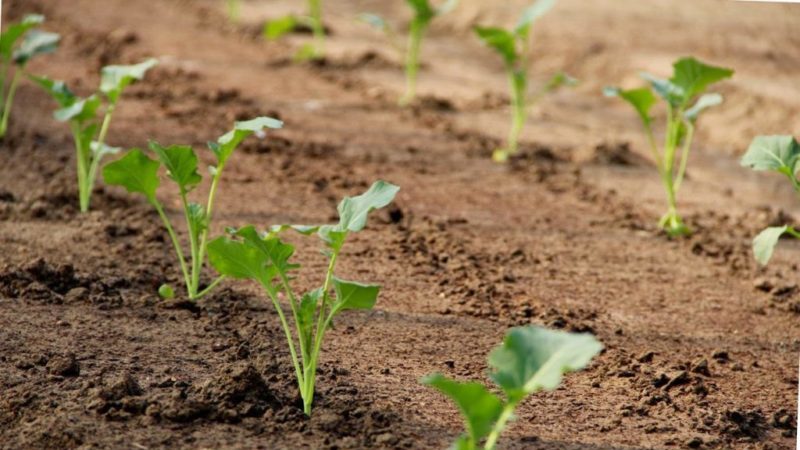 Comment prendre soin du chou à l'extérieur