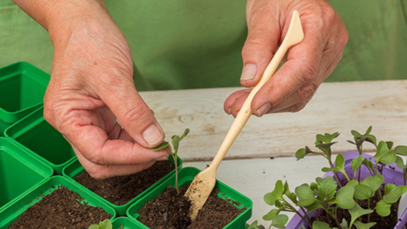 Comment prendre soin du chou à l'extérieur