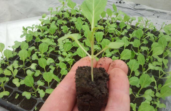 Comment prendre soin du chou à l'extérieur