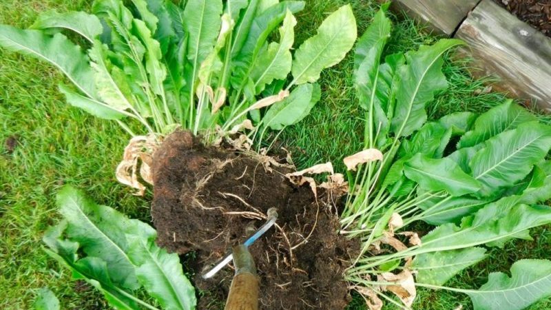 Les moyens les plus efficaces de se débarrasser du raifort dans le jardin rapidement et pour toujours