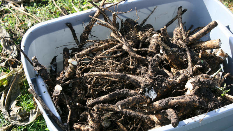 Les moyens les plus efficaces de se débarrasser du raifort dans le jardin rapidement et pour toujours