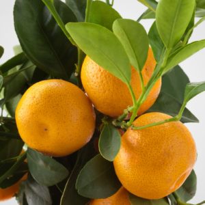 Quel est le nom d'un hybride de citron et de mandarine