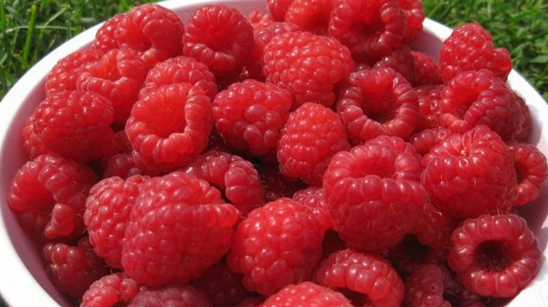 Caractéristiques et description des meilleures variétés de framboises