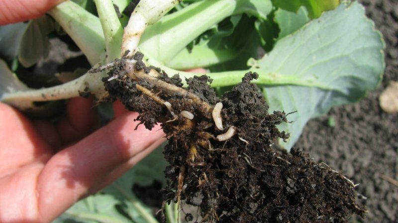 Pourquoi les feuilles de chou deviennent violettes et que faire à ce sujet